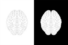 Human Brain On White Background And Black Background