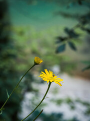 Yellow wildflower leopard's bane with a fly bee insect pollinating