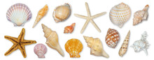 Panoramic View Of Starfish And Seashells Isolated On Transparent Background. Seashell For You Design.