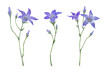 Watercolor flower set of lilac campanula. Violet blue bells. Hand drawn illustration isolated on transparent.