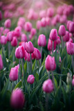 Fototapeta Tulipany - Kwiaty wiosenne, polana tulipanów. Różowe tulipany