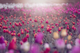 Fototapeta Tulipany - Kolorowe kwiaty. Tulipany wiosenne, polana tulipanów