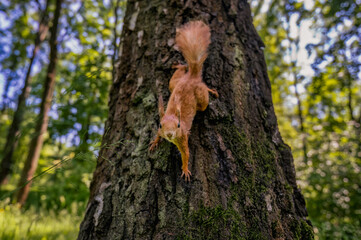 Canvas Print - squirrel on a tree