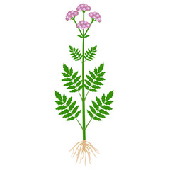 Wall Mural - Medical valerian plant with roots on a white background.