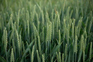  Green ears ripen in the field. Green wheat, rye, barley, cereals