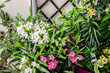 White and pink oleander in a flower pot on a blooming summer balcony.