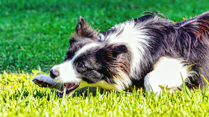 Poster - border collie dog