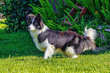 Poster - border collie dog