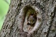 Red squirrel animal in tree knot hole 