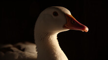 Detail Portrait Of Goose Generative Ai