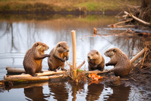 Beavers Working On Building A Dam With Found Wood On A Lake, Natural Habitat, Beautiful Animals. Generative AI