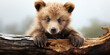Baby Bear, Nature's Delight: Captivating Illustration of a Brown Bear Cub Peeking over a Fallen Log.  Illustration Print. 