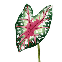 Hand Drawn Caladium Rosebud Leaf 
