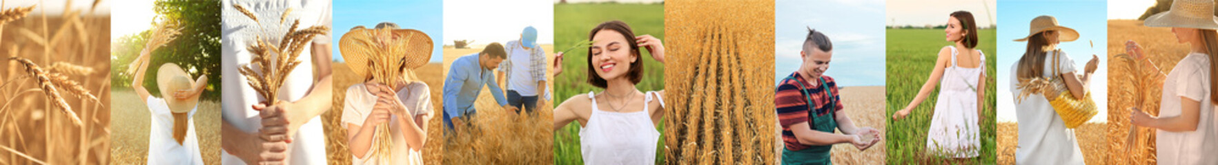 Wall Mural - Collage of farmers and wheat field