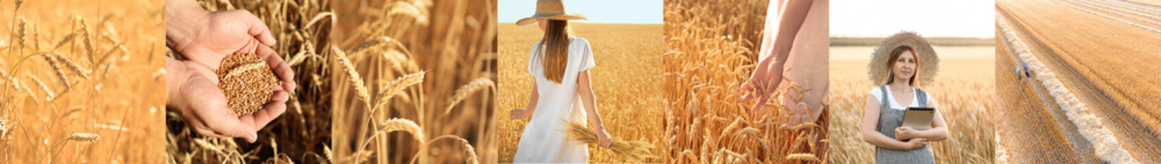 Wall Mural - Collage of farmers and wheat field