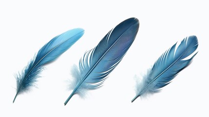 Poster - blue and white feathers