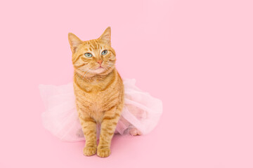 Wall Mural - Cute ginger cat with tutu on pink background