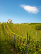 Small hut at a vineyard in middle burgenland austria