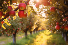 Bountiful Apple Trees In An Orchard During The Fall Season Created With Generative AI Tools