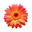 red gerber daisy isolated on transparent background cutout