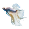 betta fish isolated on transparent background cutout