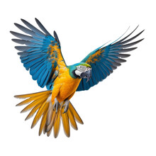 Blue Winged Macaw Isolated On Transparent Background Cutout