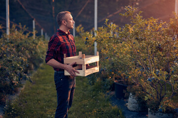 Man picking fresh blueberries on a farm.