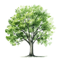 tree watercolor isolated on transparent background cutout