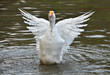 white goose swimming in the water