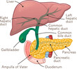 liver,gallbladder,pancreas,illustration