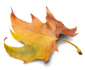 Collection of colored fallen autumn leaves on the desk