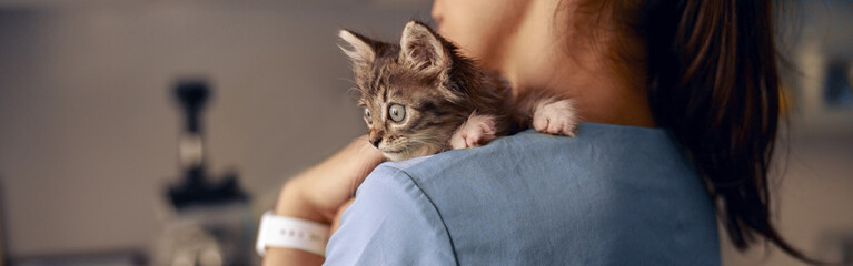 veterinarian holds scared little kitten at appointment in modern clinic