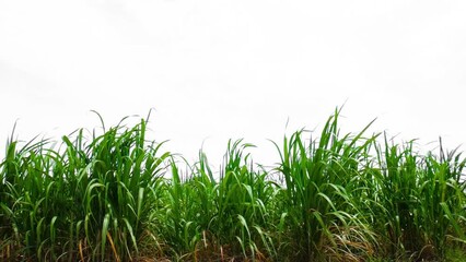 Aufkleber - sugar cane field footage on white background 