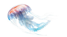 Jellyfish Isolated On Transparent Background (PNG) 