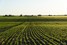 Rows Of Soy Seedlings Field. Young Soy Plants