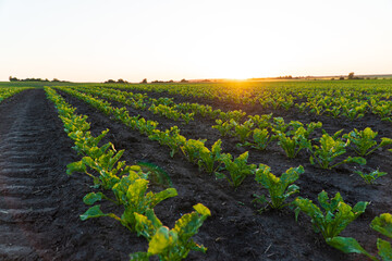 Wall Mural - Small sugar beet plants growing in row in cultivated field. Green sugar beet field in early stage