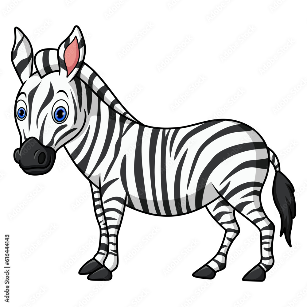 Cute baby zebra on white background Stock Vector | Adobe Stock