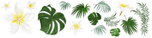 Large Vector Set Of Tropical Plants And Flowers On A White Background. Frangipani, Palm Leaves And Other Tropical Plants