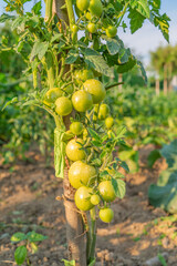 Wall Mural - green tomatoes ripen in the garden in the sun. eco vegetables