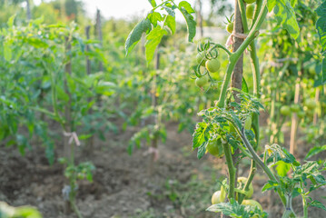 Wall Mural - green tomatoes ripen in the garden in the sun. eco vegetables