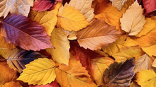 Autumn Leaves In A Background Pattern
