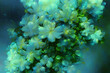 Akrylowe kwiaty, kolorowe tła. Generative AI