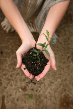 Close Up Shot Of A Woman Holding A Green Plant In A Soil In The Palm Of Her Hand