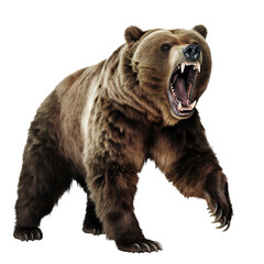 grizzly bear