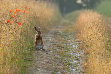 norfolk brown hare washing at sunrise on a track