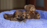 Fototapeta Psy -  Little puppy lying and resting in bed. Pets lifestyle, doggo at cozy home
