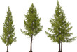 fir tree forest conifers, east american larch, hq arch viz cutout, 3d render plants