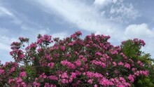 Oleander Pink Flowers Beautiful Bush And Blue Sky