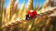 Ladybug sits on a spikelet of wheat, front view.