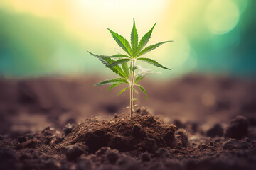 A young cannabis plant is growing out of soil-Generative AI